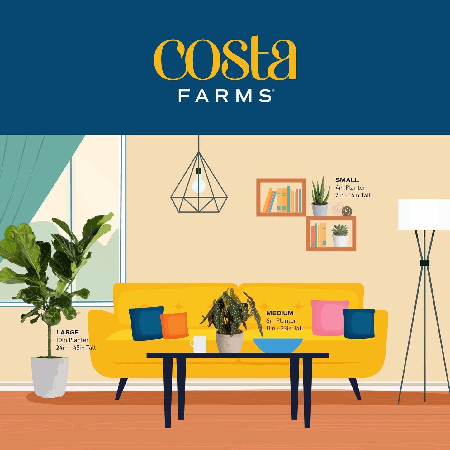 Costa Farms Live Snake Plants (Pack of 2) | Easy to Grow Indoor or Outdoor Sansevieria Houseplants | 8-Inches Tall | Potted in Plant Pots | Succulent Plants Perfect for Office and Home Decor