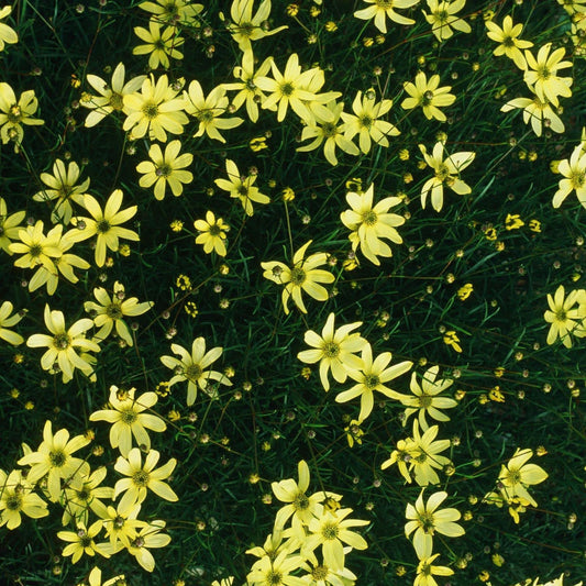 Clovers Garden Coreopsis Moonbeam (Tickseed) Plants – Two (2) Live Plants – Non-GMO - Not Seeds - Each 4" to 8" Tall – in 4" Inch Pots – Hardy Flowering Perennial, Pollinator Favorite